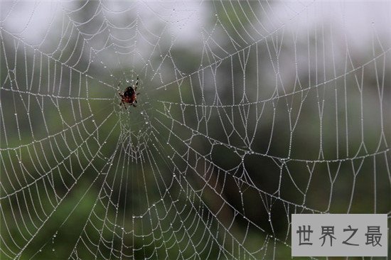 世界上最大的蜘蛛网,七百米的蜘蛛网见过没有