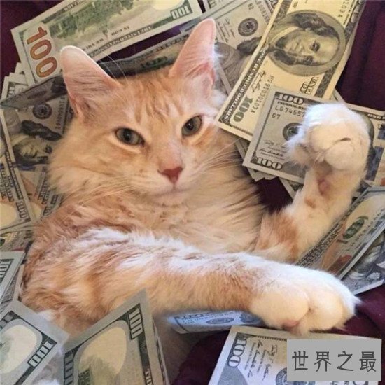 世界上活的最久的猫,相当于人类的143岁!!!