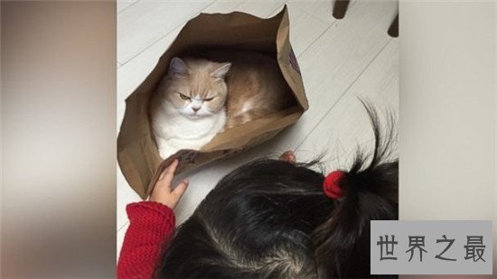 世界上活的最久的猫,相当于人类的143岁!!!