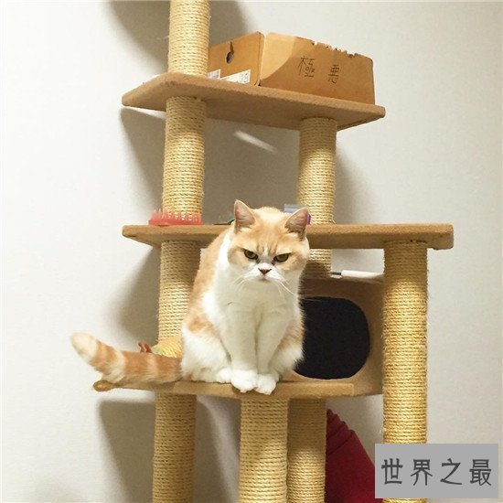 世界上活的最久的猫,相当于人类的143岁!!!