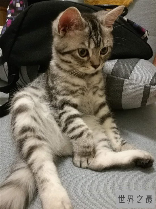 世界上活的最久的猫,相当于人类的143岁!!!