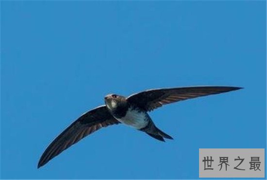 世界上飞得最快的动物，速度快到看不清