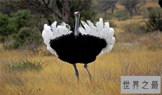 跑得快的动物排行榜，猎豹竟然不是第一