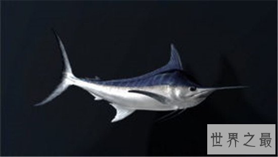 跑得快的动物排行榜，猎豹竟然不是第一