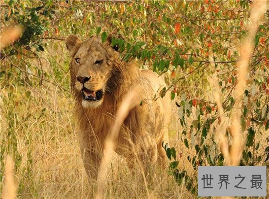 10个关于动物的神奇故事，土拨鼠可以媲美天气预报