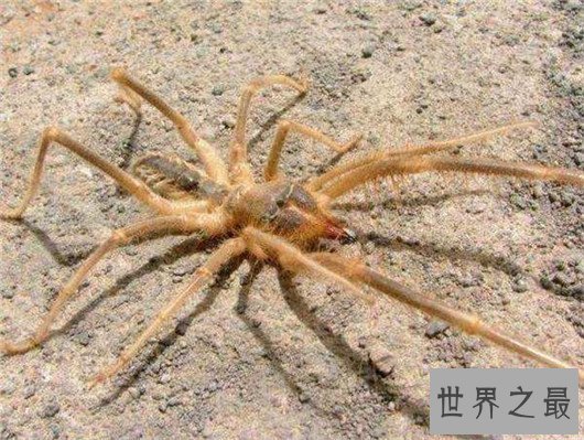 世界上最大的食人蛛，骆驼蜘蛛可吞下3倍自重的猎物