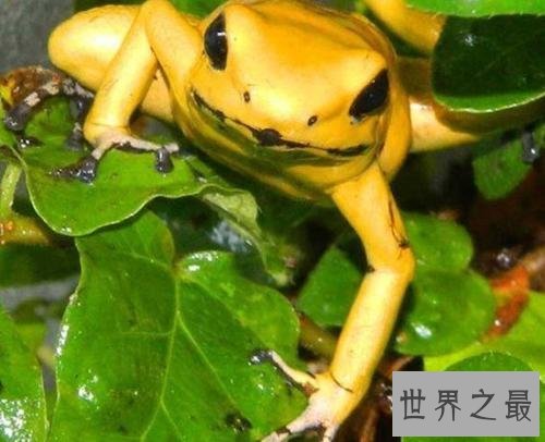 十大最危险的动物，震惊第一名竟然是它！