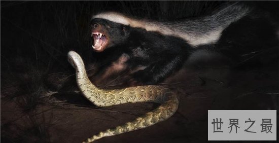 平头哥蜜獾天性好斗，个头小性格却非常彪悍
