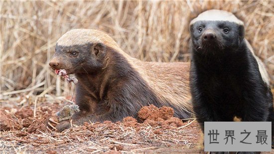 平头哥蜜獾天性好斗，个头小性格却非常彪悍