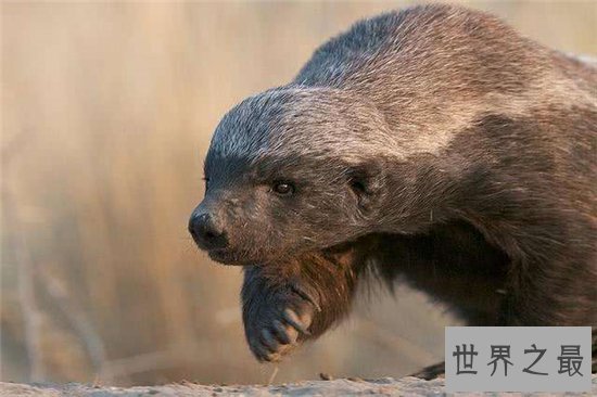 平头哥蜜獾天性好斗，个头小性格却非常彪悍