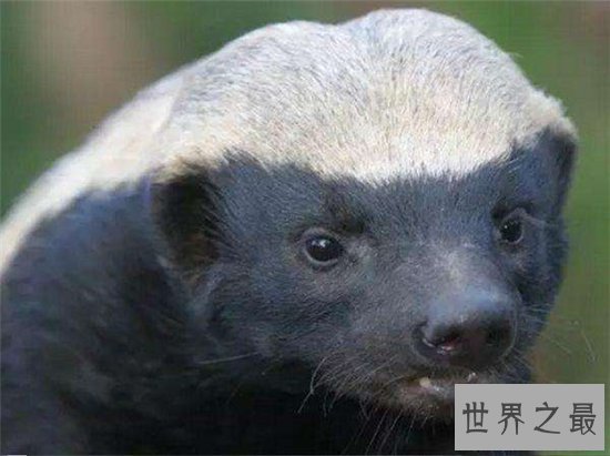 平头哥蜜獾天性好斗，个头小性格却非常彪悍