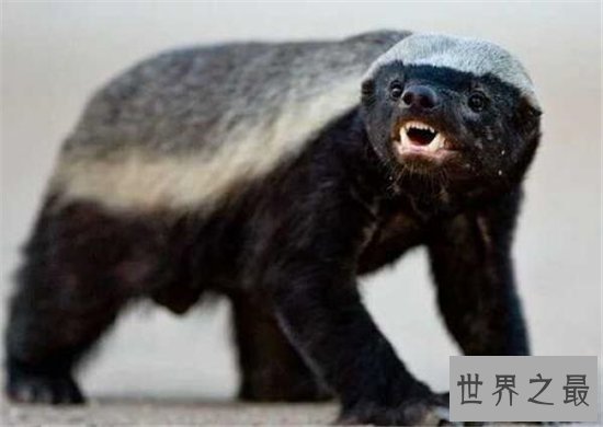 平头哥蜜獾天性好斗，个头小性格却非常彪悍