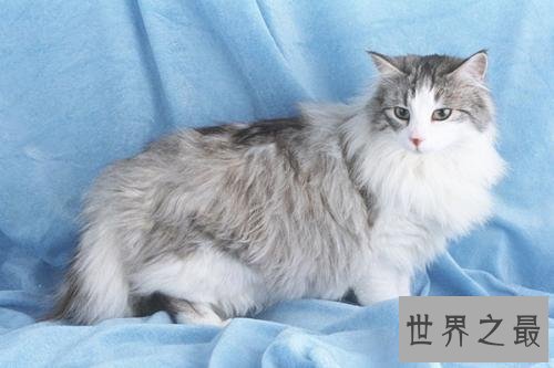 世界上最长寿的猫，阿瑟拉猫能活25年