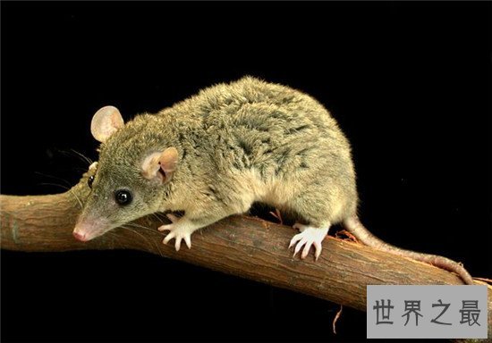 世界上最会装死的动物，被誉为动物界中的“影帝”