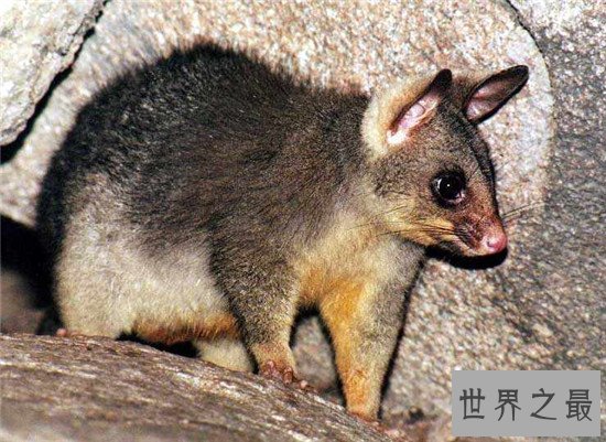 世界上最会装死的动物，被誉为动物界中的“影帝”