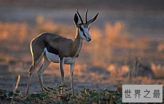 世界上速度最快的动物排行，竟然比人跑的都快。