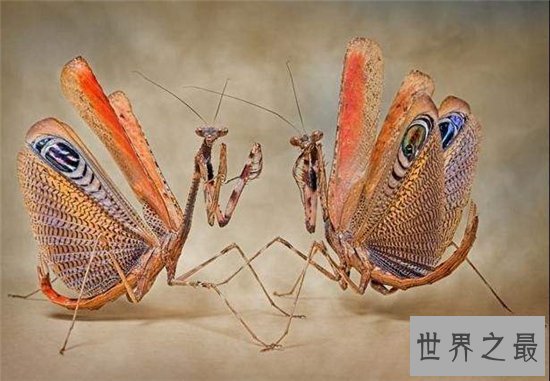魔花螳螂外形艳丽捕食能力强大，雌性温顺不杀夫