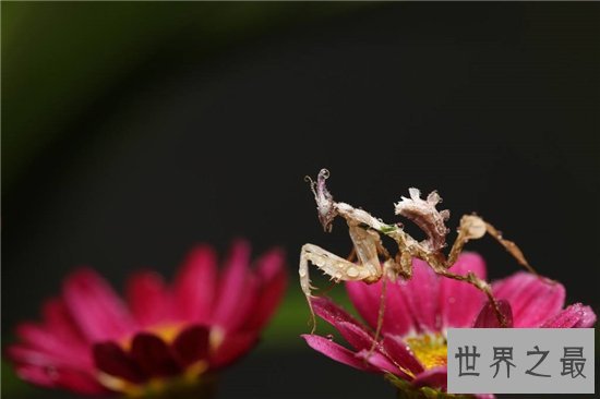 魔花螳螂外形艳丽捕食能力强大，雌性温顺不杀夫