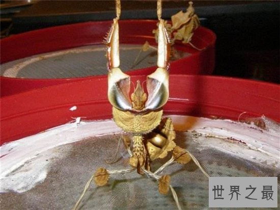 魔花螳螂外形艳丽捕食能力强大，雌性温顺不杀夫