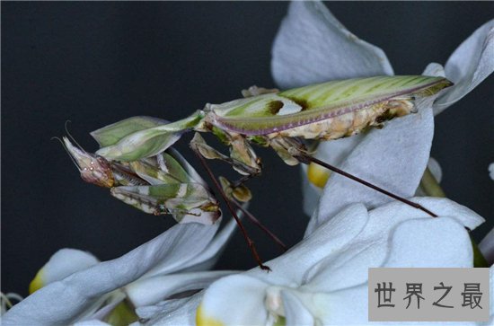 魔花螳螂外形艳丽捕食能力强大，雌性温顺不杀夫