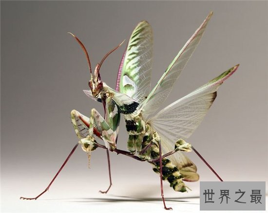 魔花螳螂外形艳丽捕食能力强大，雌性温顺不杀夫