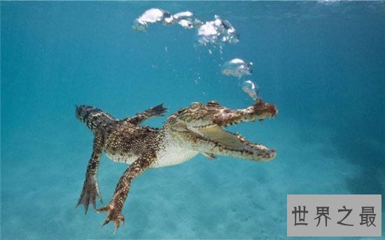 普鲁斯鳄非常残暴，咬合力胜过霸王龙和鲨鱼