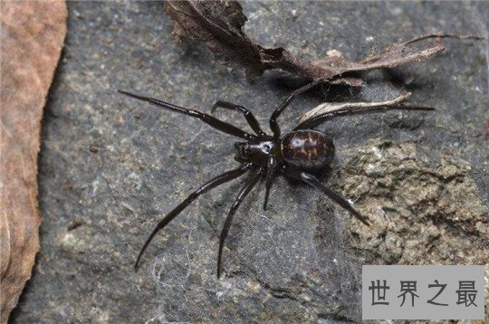 世界上最毒的蜘蛛，黑寡妇随处可见