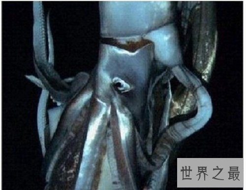 地震乌贼长什么样子?居然让人大吃一惊!