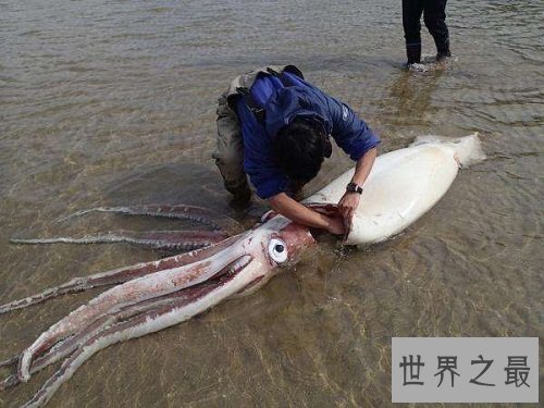 地震乌贼长什么样子?居然让人大吃一惊!