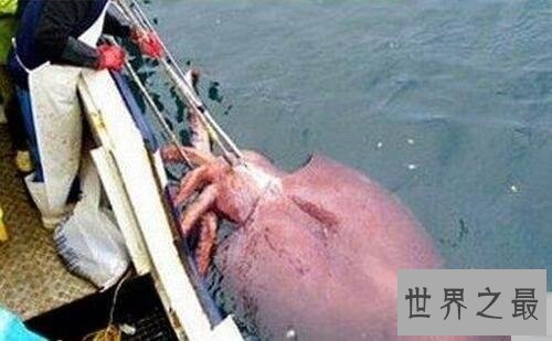 地震乌贼长什么样子?居然让人大吃一惊!