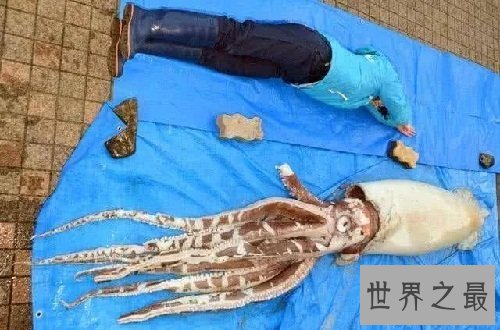 地震乌贼长什么样子?居然让人大吃一惊!