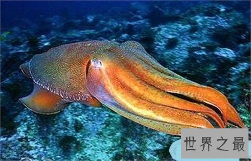 地震乌贼长什么样子?居然让人大吃一惊!