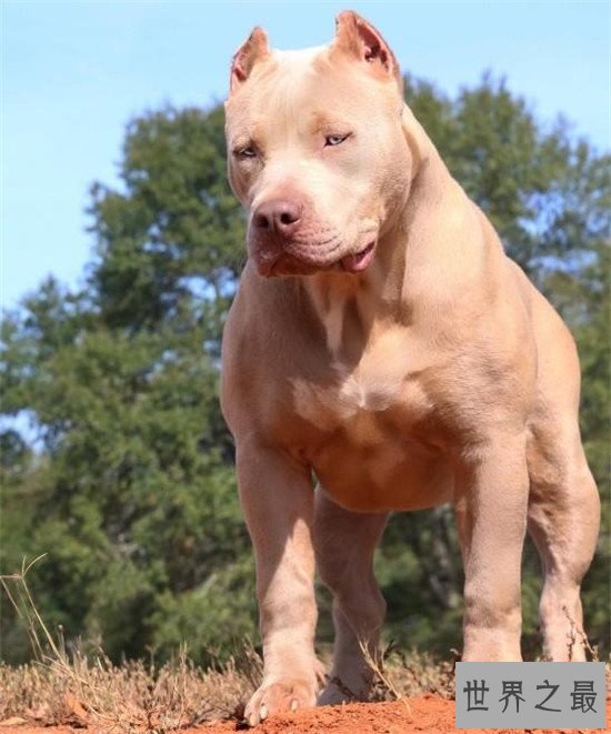 世界上十大最危险的狗,最危险的狗——比特犬