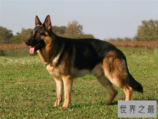 世界上十大最危险的狗,最危险的狗——比特犬