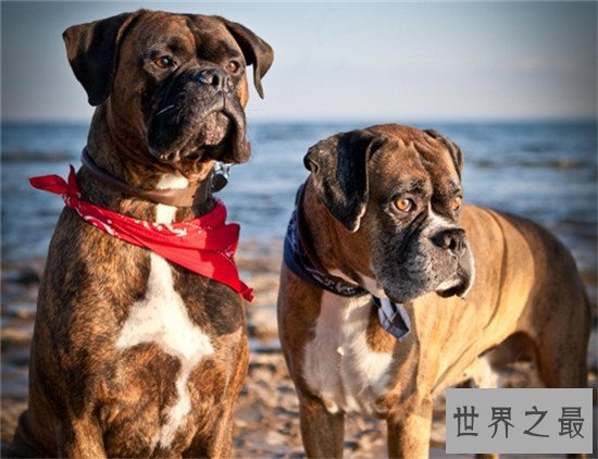 世界上十大最危险的狗,最危险的狗——比特犬