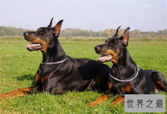 世界上十大最危险的狗,最危险的狗——比特犬