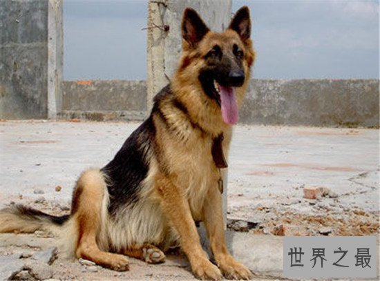 世界上十大最危险的狗,最危险的狗——比特犬