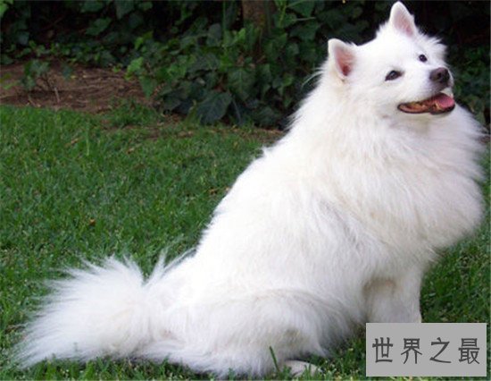 世界上十大最危险的狗,最危险的狗——比特犬