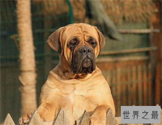 世界上十大最危险的狗,最危险的狗——比特犬