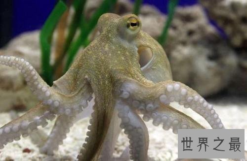 世界十大最聪明的动物小偷，海里的鲸鱼竟然也是小偷！