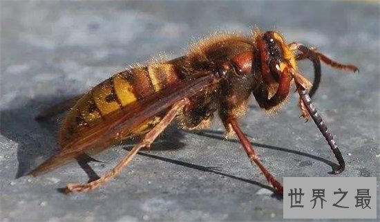 世界上最危险的蜜蜂，杀人蜂已经让1000多人丧命！