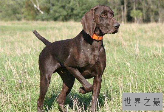 全球最贵的十种宠物，第一名竟高达160万美元！