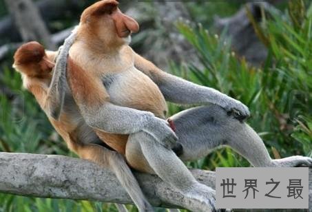 世界上鼻子最长的猴子，样貌曾被网友戏称像王健林