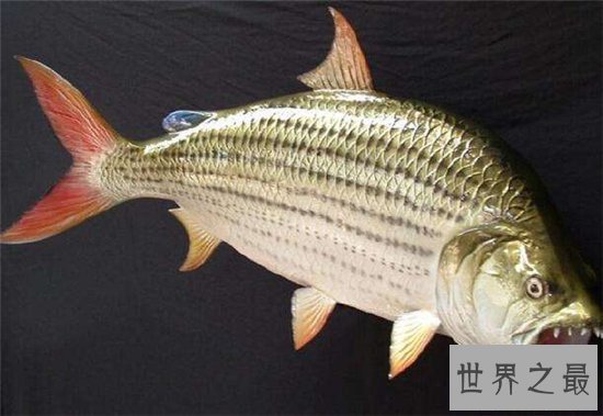 巨型水虎鱼能长到1.8之多,在亚马逊河流称王称霸