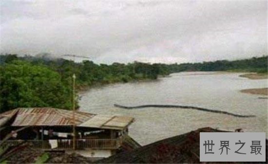 红海巨蛇据称长500米,但却找不到真实性的报道