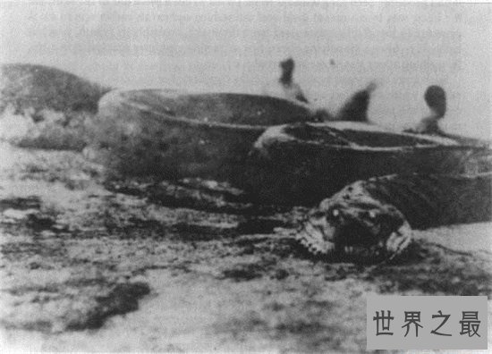 红海巨蛇据称长500米,但却找不到真实性的报道