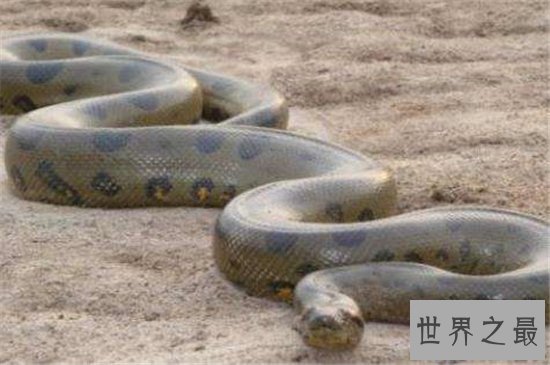 红海巨蛇据称长500米,但却找不到真实性的报道