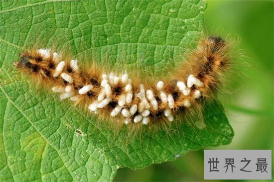 僵尸毛虫主要为毛毛虫,被其他幼虫寄生于体内