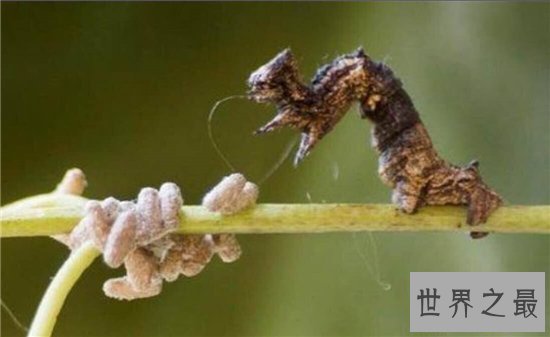 僵尸毛虫主要为毛毛虫,被其他幼虫寄生于体内