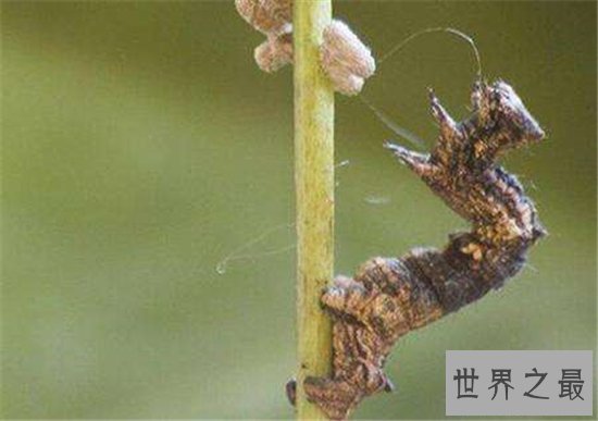 僵尸毛虫主要为毛毛虫,被其他幼虫寄生于体内